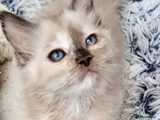 Ragdoll cats Tortie,Seal and Blue full pedigree - Advert 16