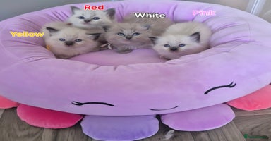Ragdoll cats - Advert 12