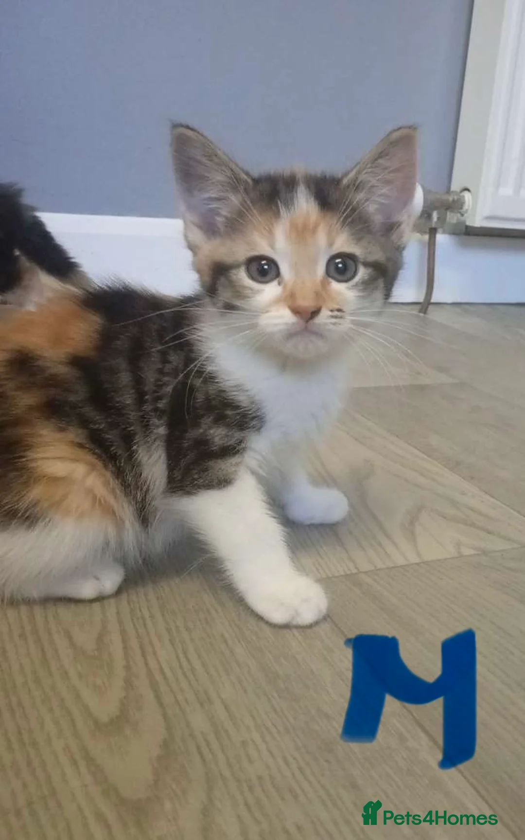 Mixed Breed cats for sale: 4 kittens ready now  - Advert 6