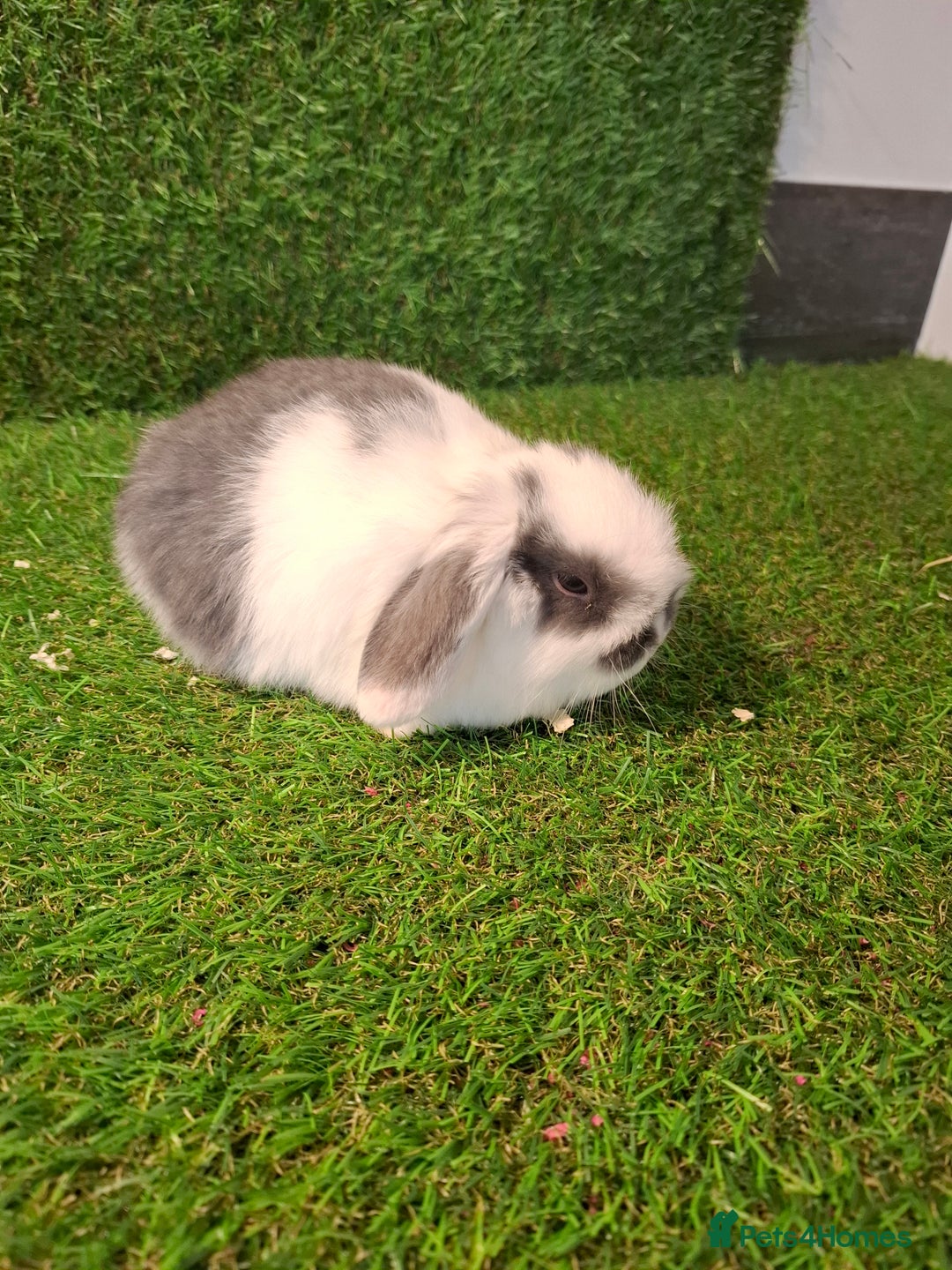 Mini Lop rabbits for sale: MINILOP BABIES READY NOW - Advert 2