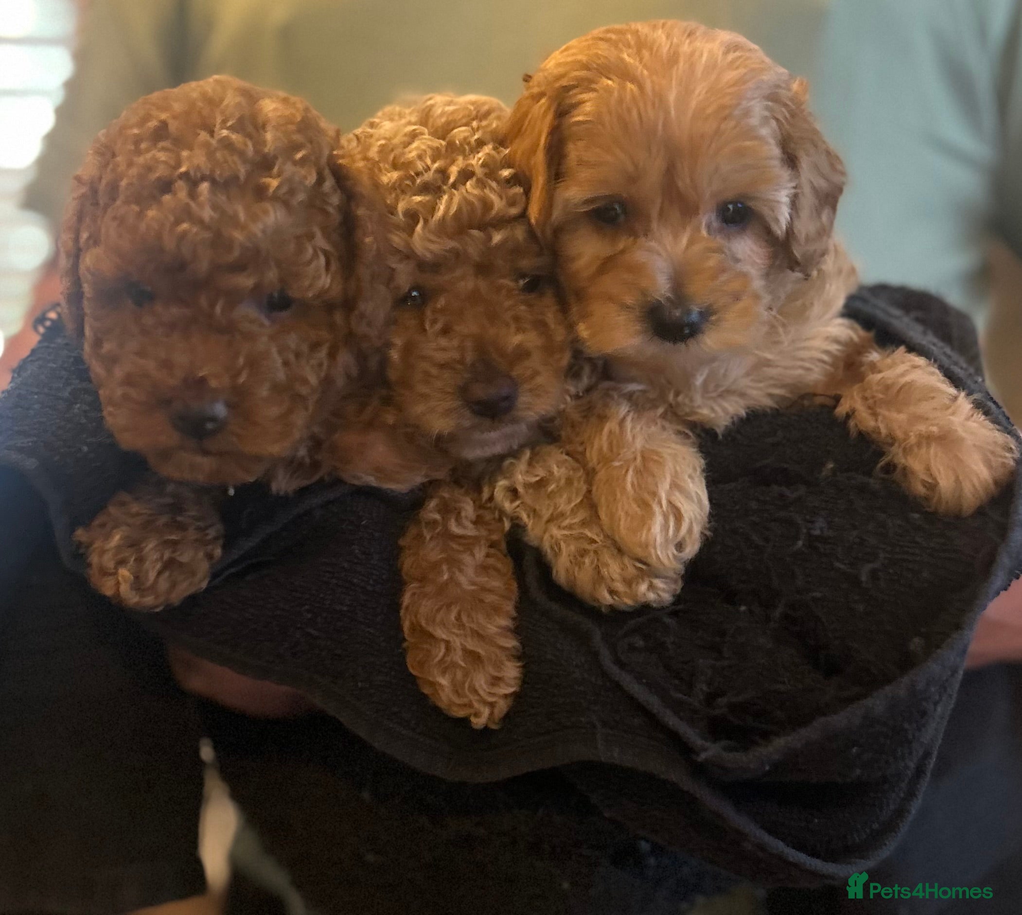 Cockapoo dogs Beautiful Cockapoos for sale - Advert 17
