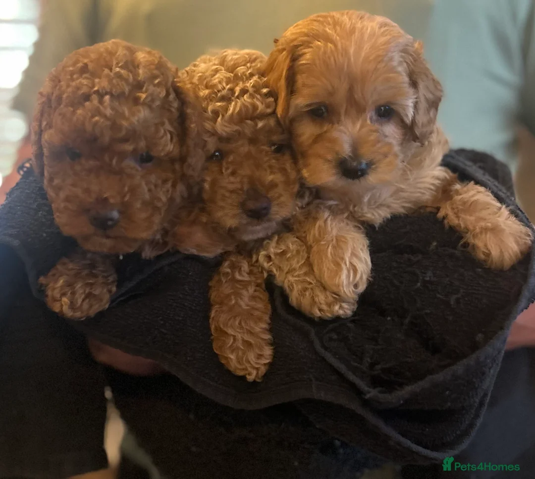 Cockapoo dogs for sale: Beautiful Cockapoos for sale - Advert 1