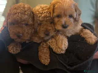 Cockapoo dogs Beautiful Cockapoos for sale - Advert 17