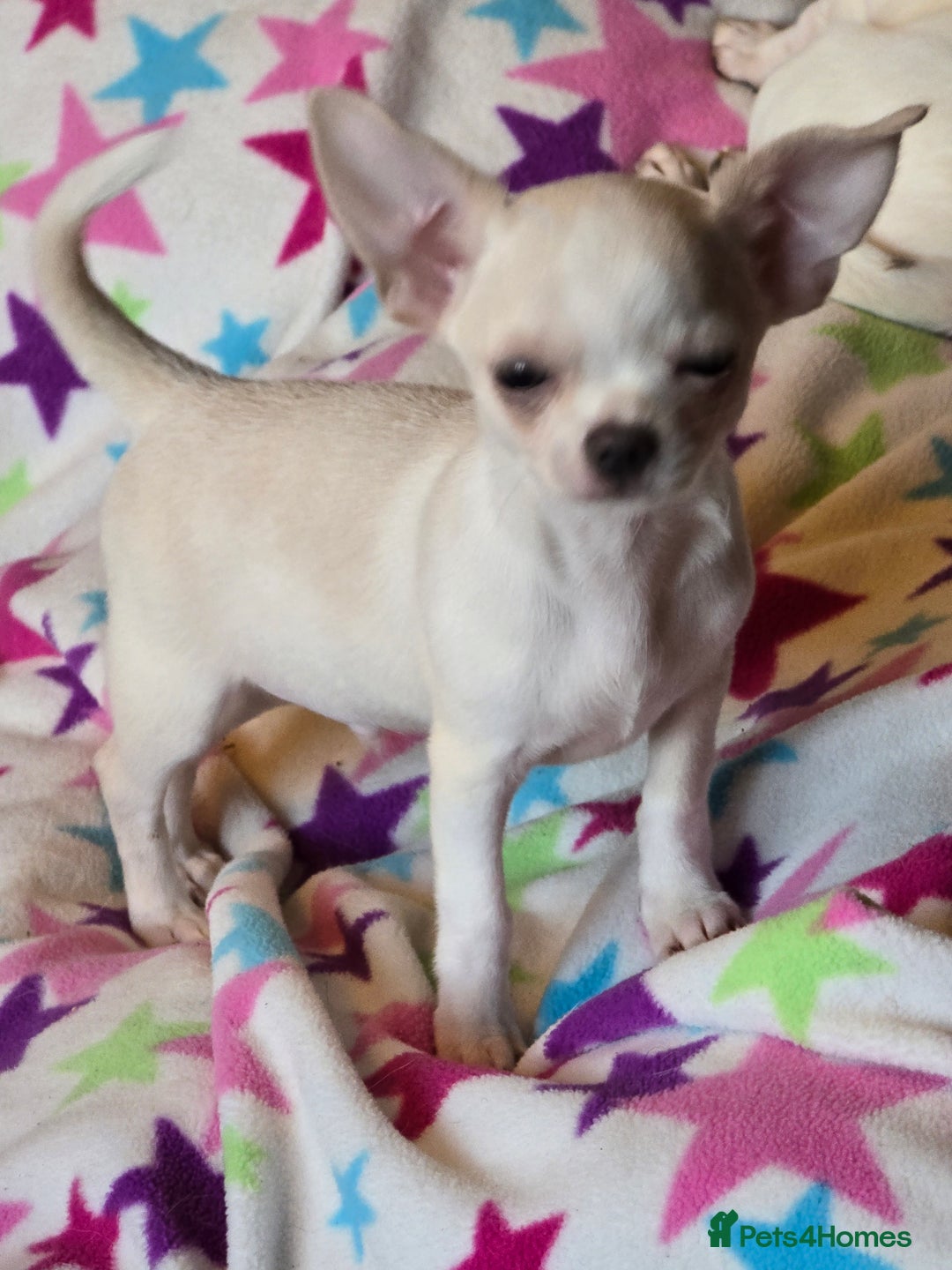 Chihuahua dogs for sale: Smoothcoat Chihuahua boy - Advert 5