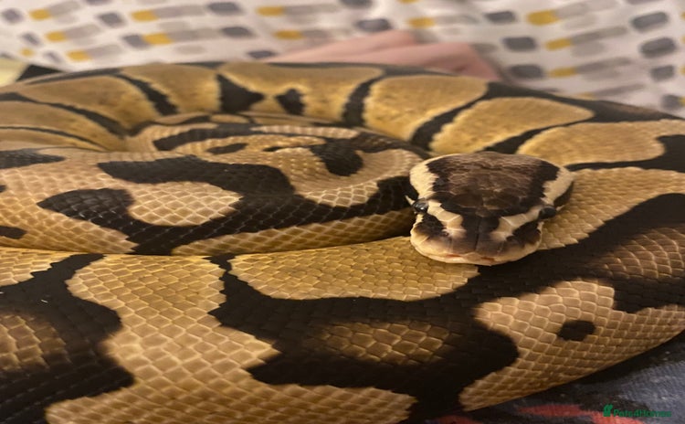 Python Snake reptiles - Advert 1