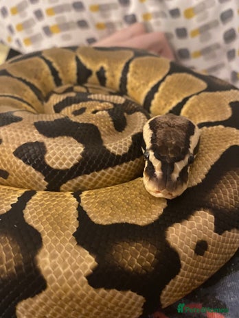 Python Snake reptiles - Advert 4