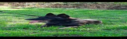 Belgian Shepherd Dog dogs for sale: Dutch shepherd  - Advert 5