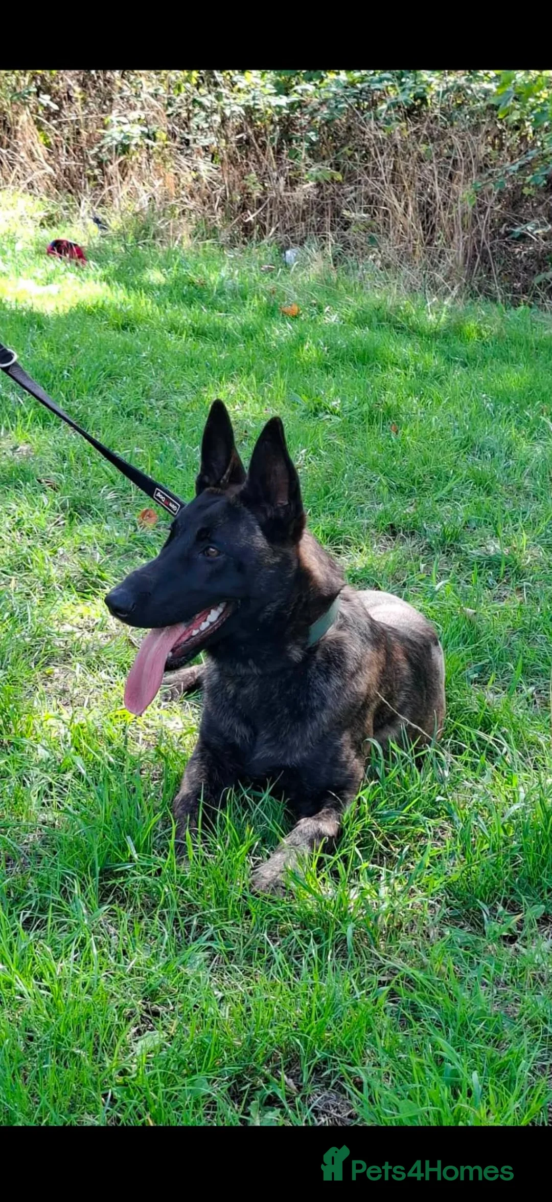Belgian Shepherd Dog dogs for sale: Dutch shepherd  - Advert 5