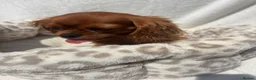 Cavalier King Charles Spaniel dogs for sale: Cavalier King Charles  - Advert 11
