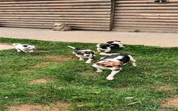 Jack Russell dogs for sale: Jack Russell pups for sale - Image 11