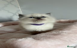 Ragdoll cats for sale: 🌸pedigree Ragdoll babies, reduced🌸 - Image 21