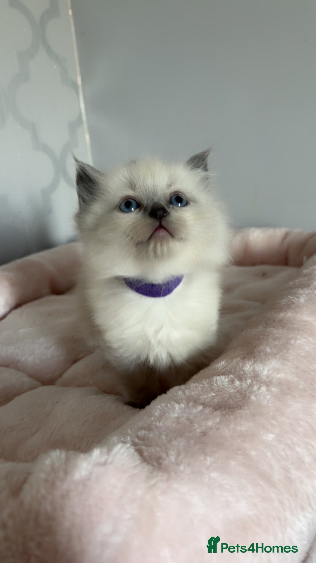 Ragdoll cats for sale: 🌸pedigree Ragdoll babies, reduced🌸 - Image 21