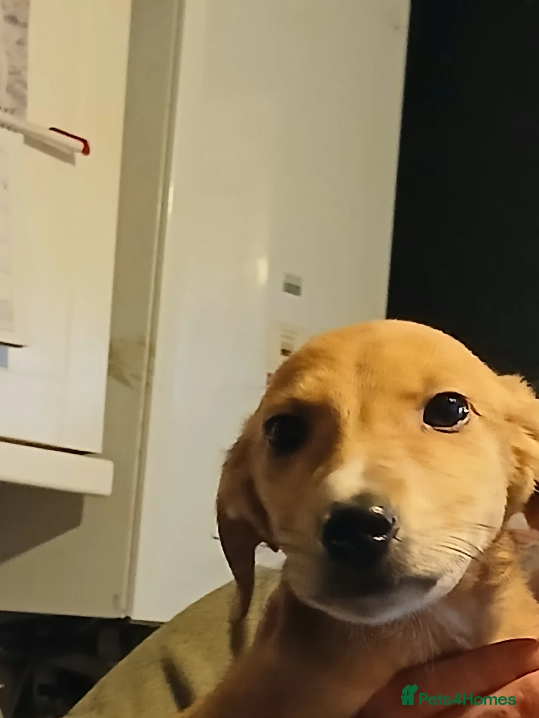 Mixed Breed dogs for sale: Three beautiful deerhound x greyhound  - Advert 2