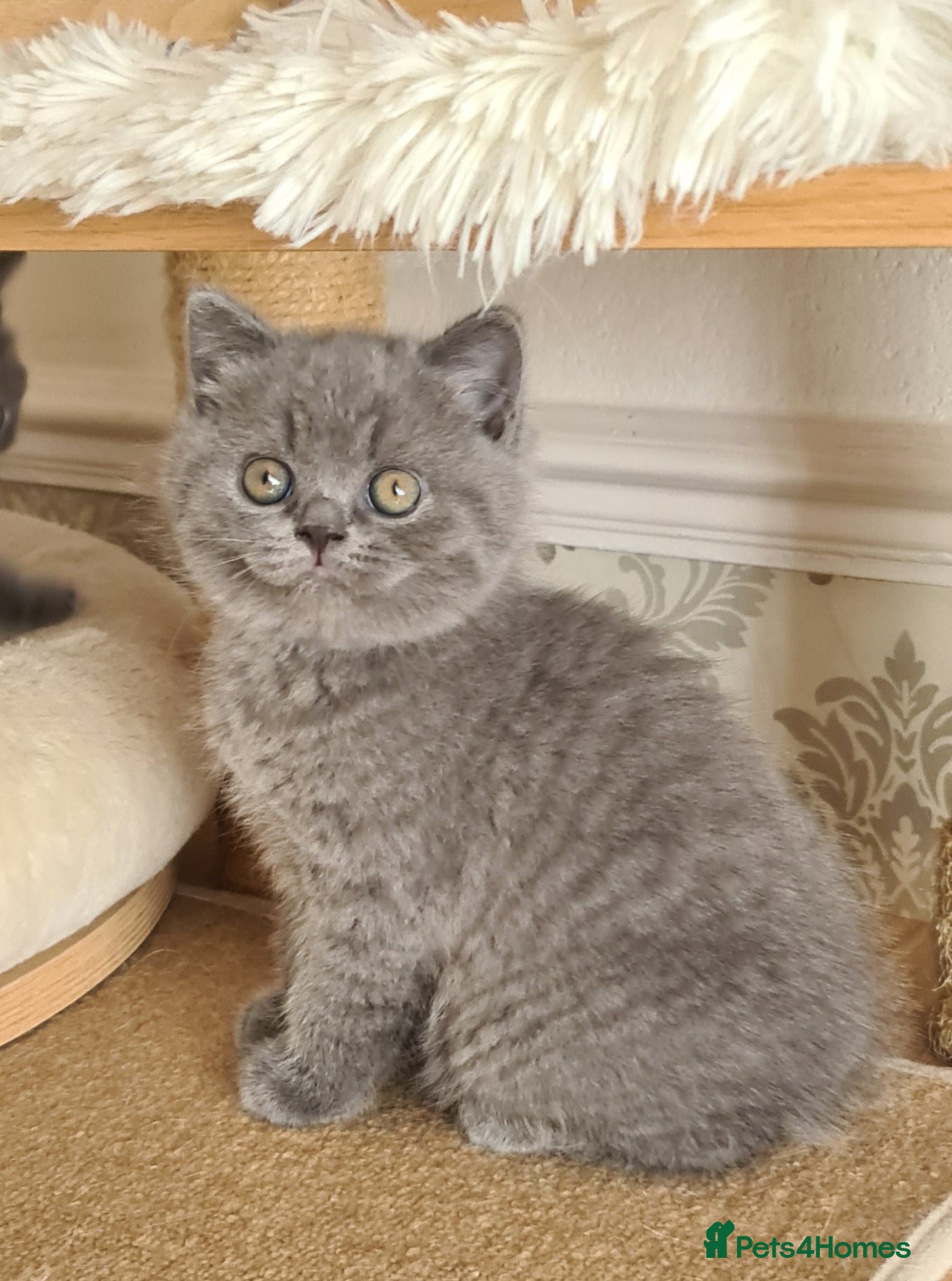 British Shorthair cats for sale: 💝GCCF REGISTERED British ShortHair Kittens  - Advert 1