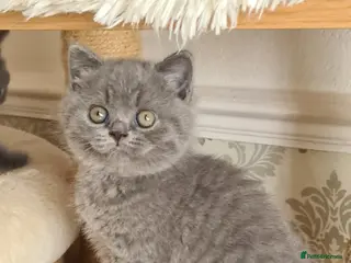 British Shorthair cats for sale: 💝GCCF REGISTERED British ShortHair Kittens - Advert 1