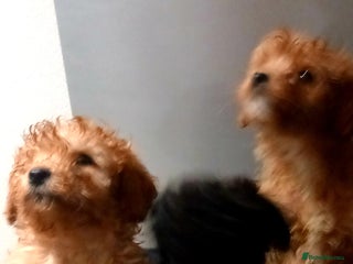 Cavapoo dogs 6 beautiful cavapoo puppies - Advert 1