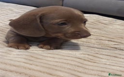 Miniature Dachshund dogs for sale: Long Haired Boy and 2 Short Haired Girls Available - Image 2