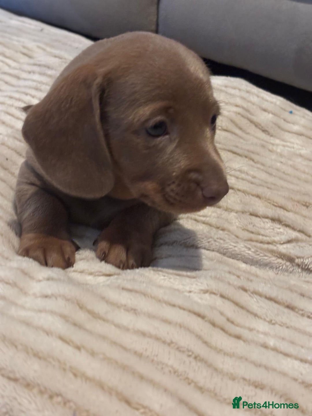 Miniature Dachshund dogs for sale: Long Haired Boy and 2 Short Haired Girls Available - Image 2