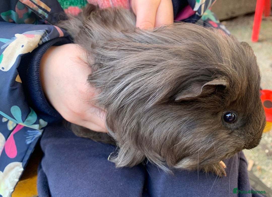 Guinea Pig rodents for sale: Very friendly long haired guinea pigs - Advert 3