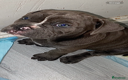 Dorset Olde Tyme Bulldogge dogs for sale: Beautiful KC olde English bulldogs in spennymoor  - Image 39