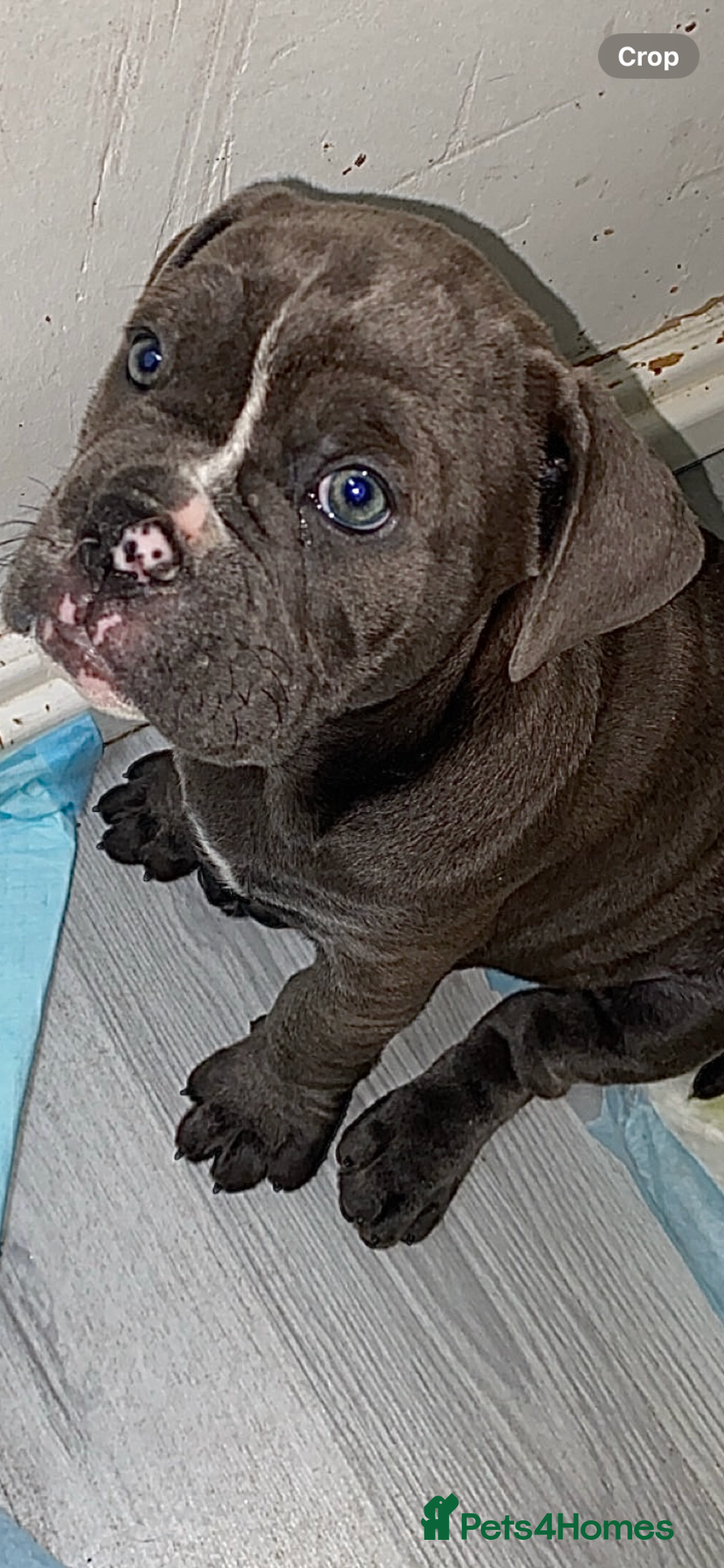 Dorset Olde Tyme Bulldogge dogs for sale: Beautiful KC olde English bulldogs in spennymoor  - Image 39
