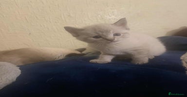 Ragdoll cats - Advert 10