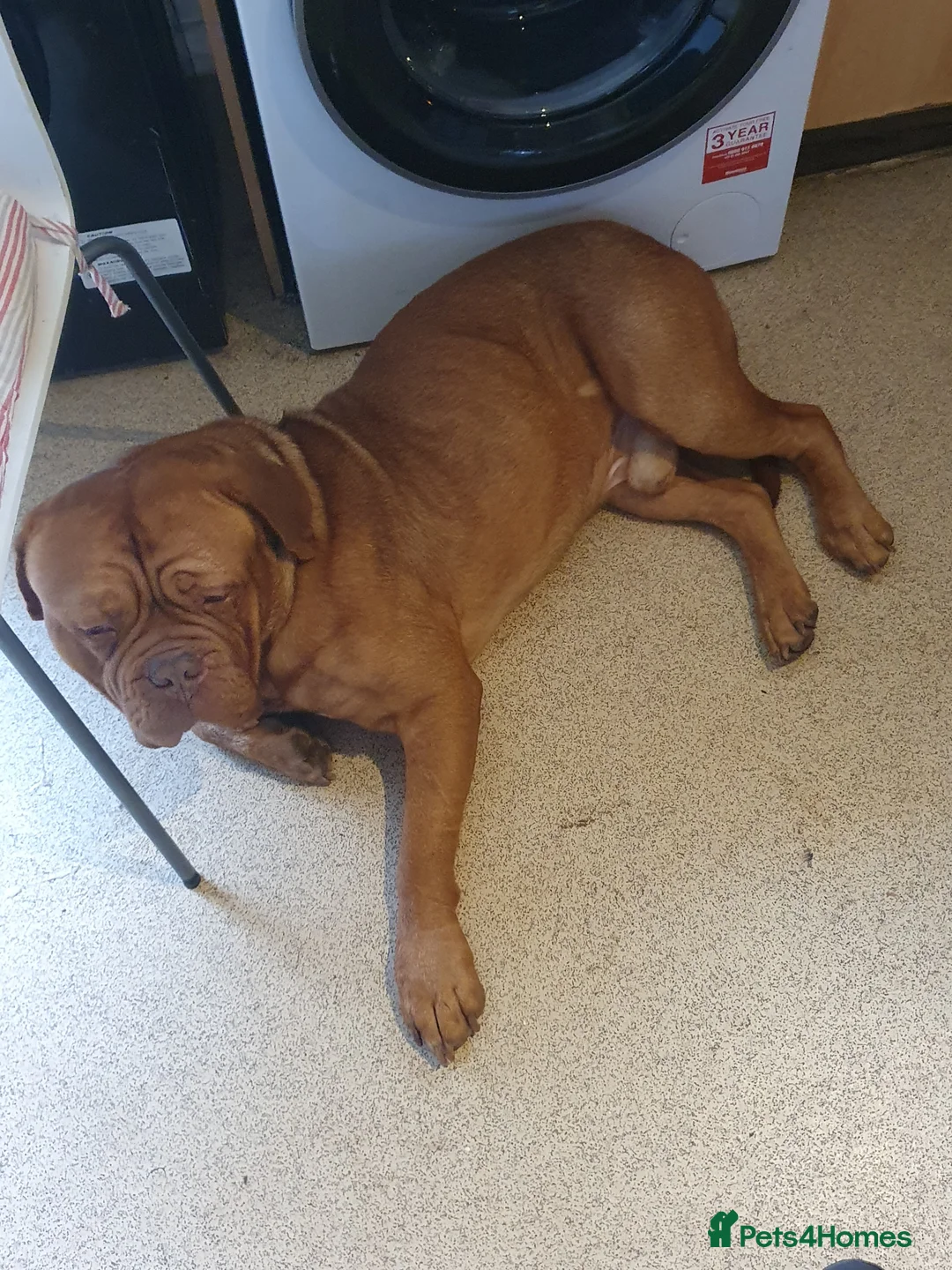Dogue De Bordeaux dogs for stud: Stud lovey boy in Wellington - Advert 2