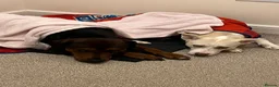 Mixed Breed dogs for sale: Dog for rehome in Melton Mowbray - Advert 6