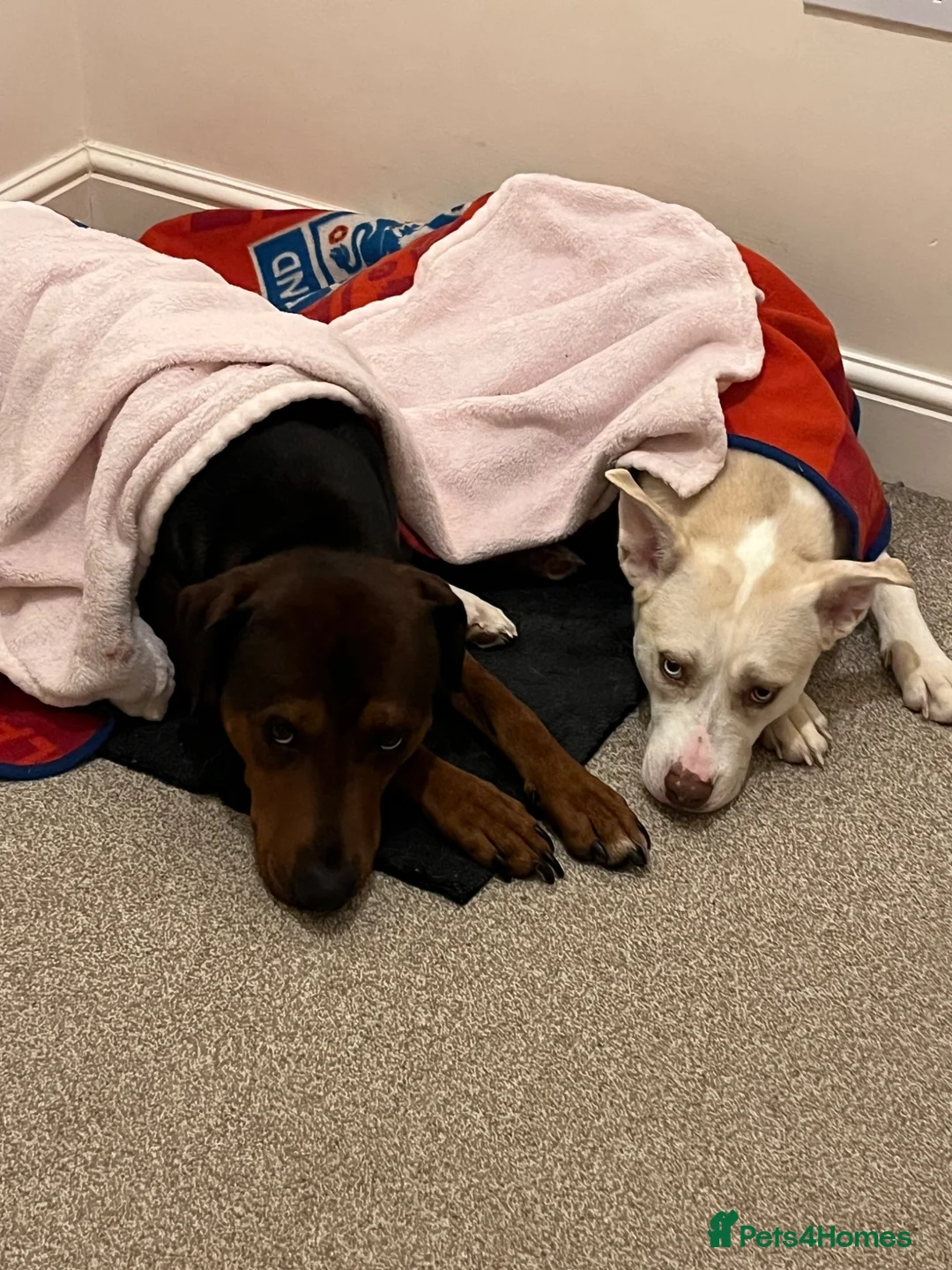 Mixed Breed dogs for sale: Dog for rehome in Melton Mowbray - Advert 6