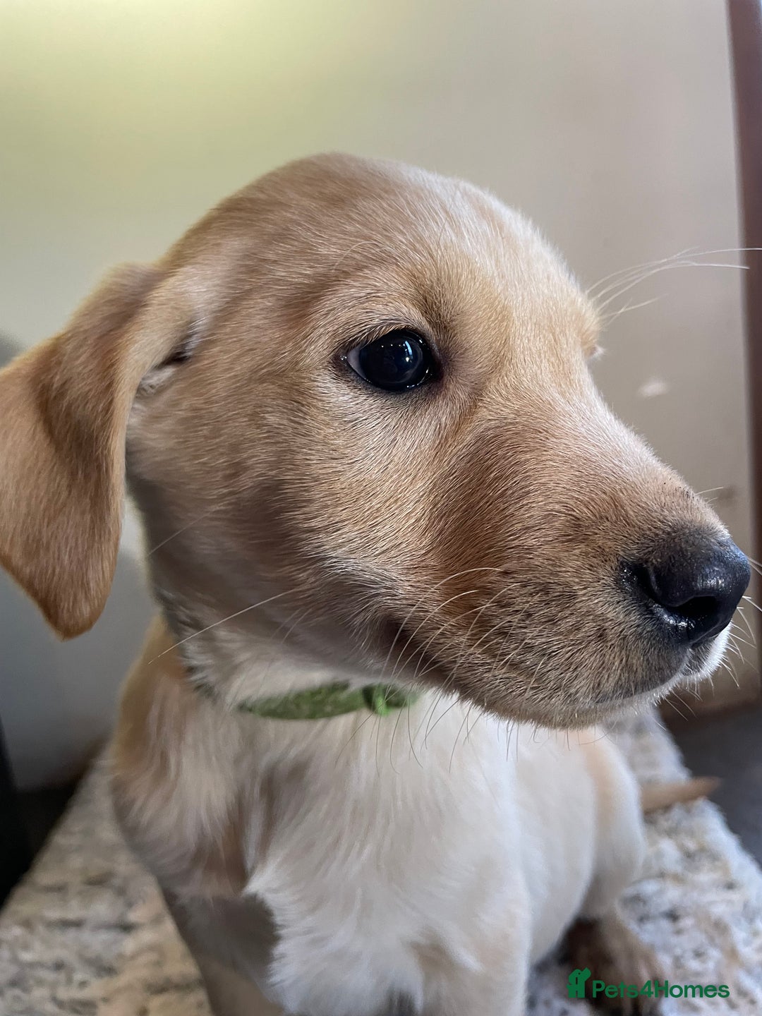 Labrador Retriever dogs for sale: Reduced to 1200 Ready to go now   - Advert 34