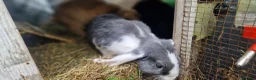 Dwarf Lop rabbits for sale: Adorable, Friendly. Laidback Dwarf Lop Boys 🐰🥰 - Advert 15