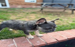 French Bulldog dogs for sale: Wirehair/fluffy French bulldog  - Image 5