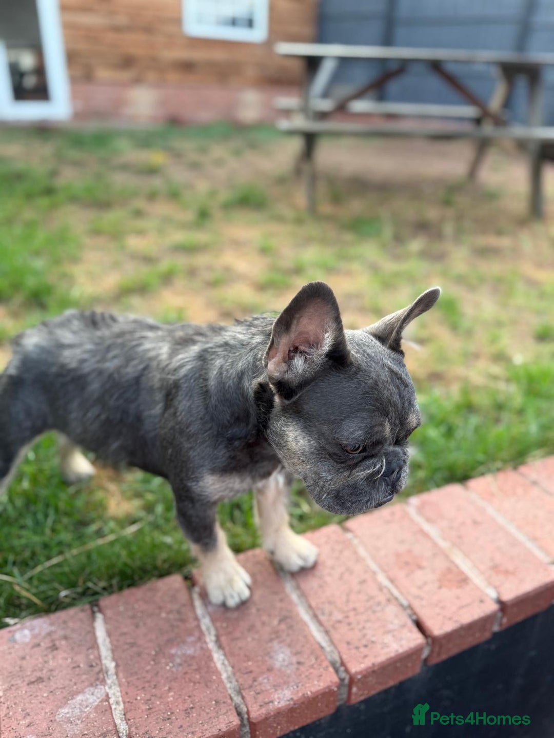 French Bulldog dogs for sale: Wirehair/fluffy French bulldog  - Image 5