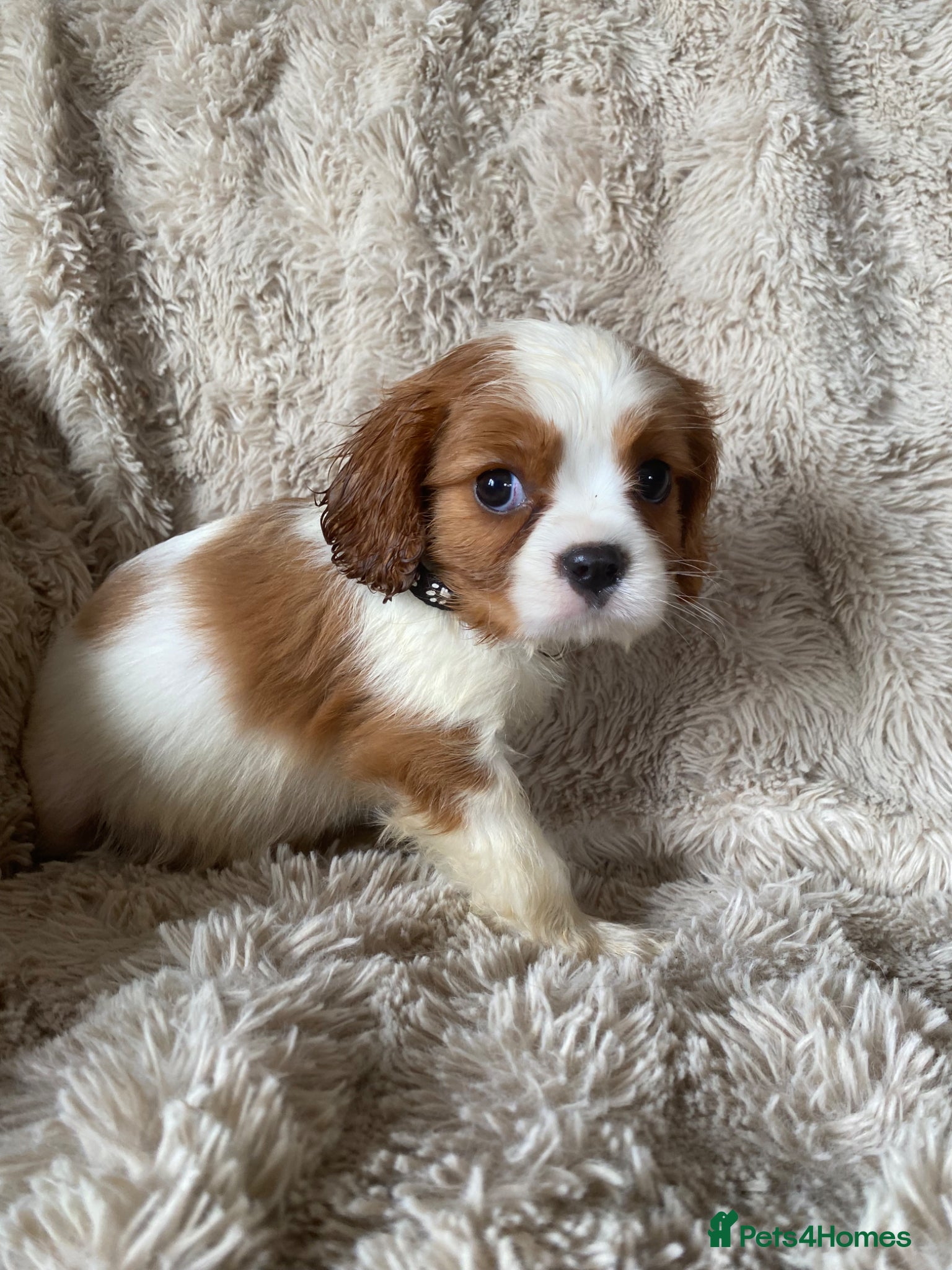 Cavalier King Charles Spaniel dogs for sale: Cavalier King Charles puppies - Advert 1