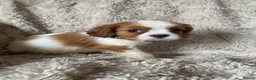 Cavalier King Charles Spaniel dogs for sale: Cavalier King Charles puppies - Advert 1