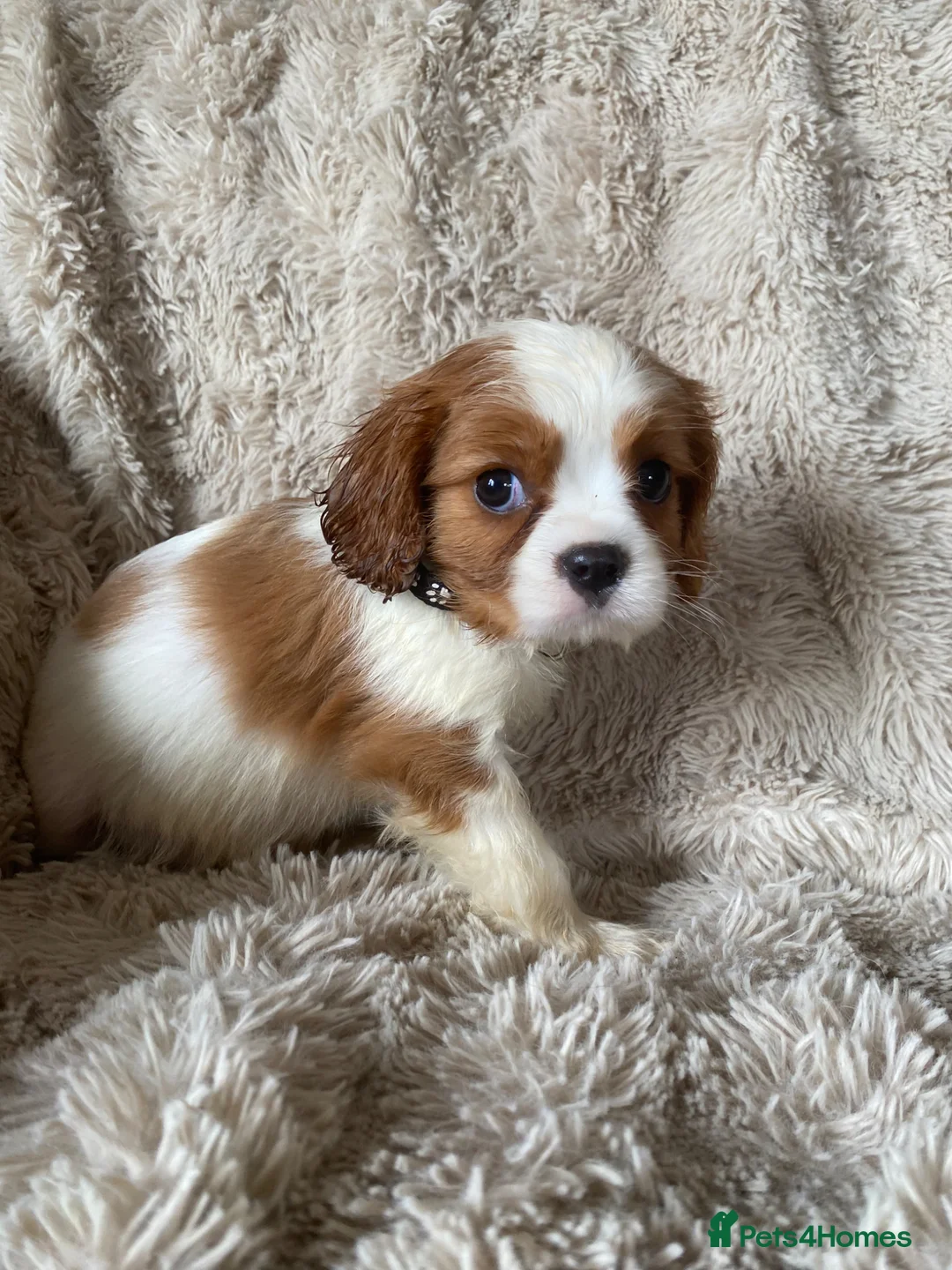Cavalier King Charles Spaniel dogs for sale: Cavalier King Charles puppies - Advert 1