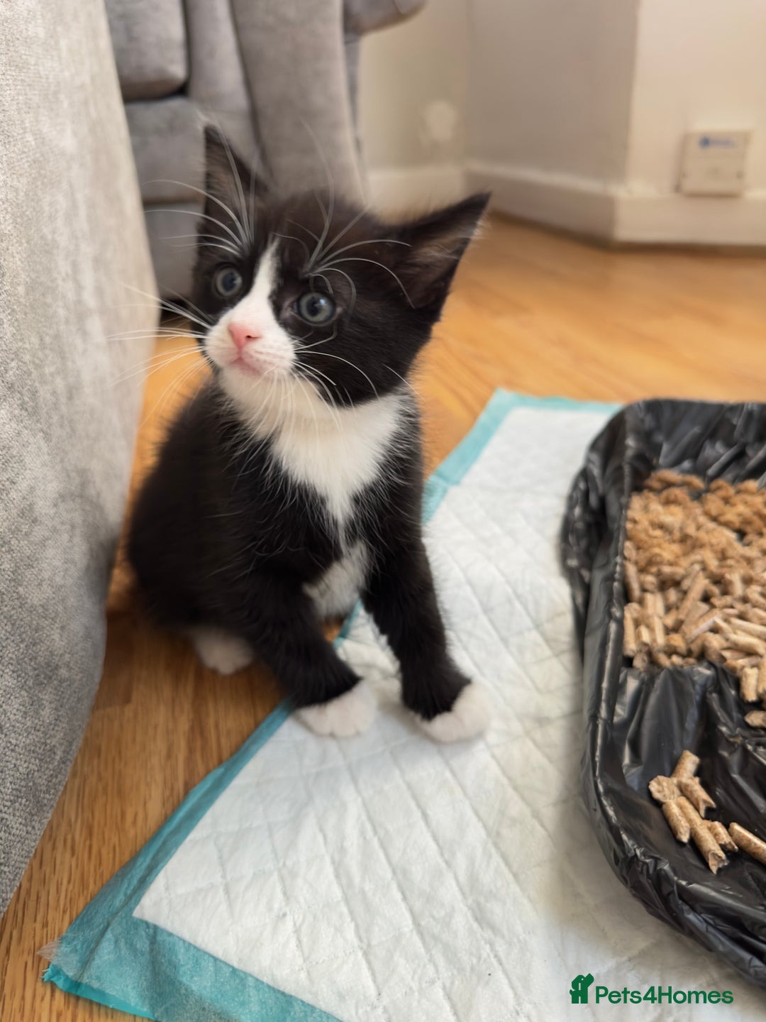 British Shorthair cats for sale: Healthy 8-Week-Old Kittens – Loving Homes Only - Advert 2