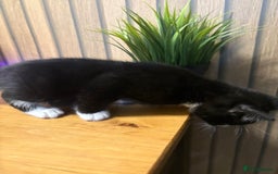 Mixed Breed cats for sale:  Adorable Kittens Ready for Their Forever Homes - Image 3