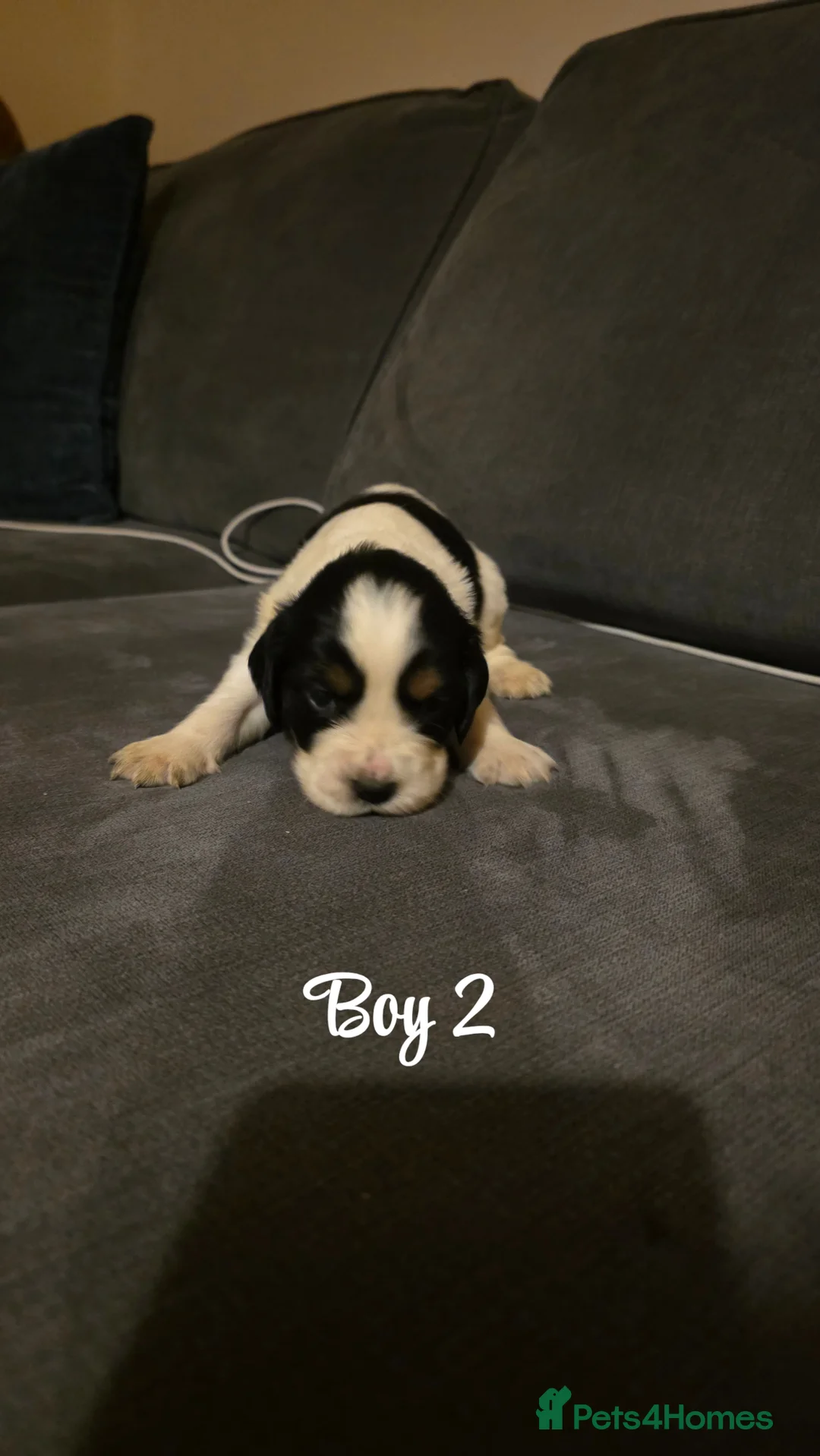 Mixed Breed dogs for sale: Beautiful Cocker x Collie pups - Advert 11