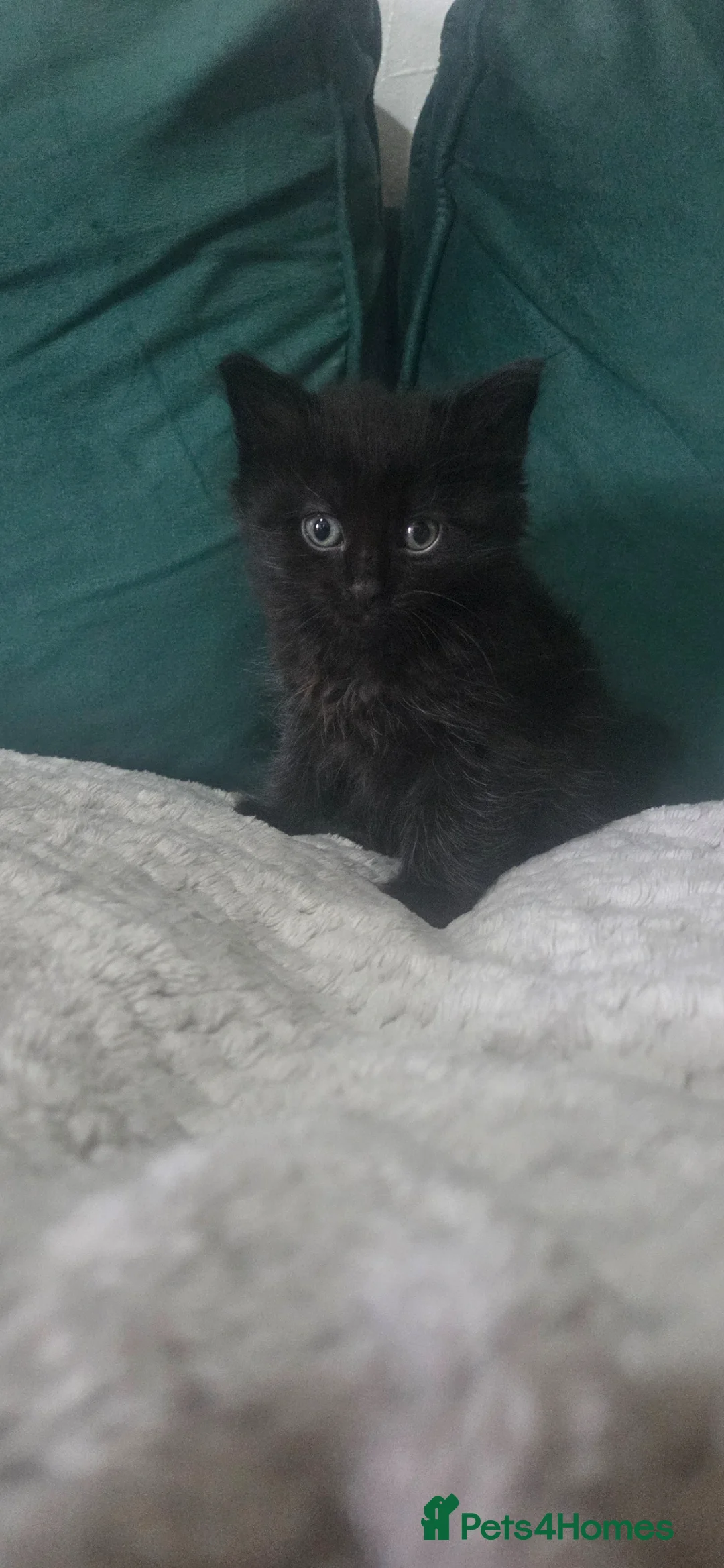 Mixed Breed cats for sale: Kittens for sale  in Normanton - Advert 2