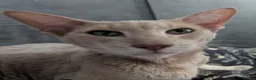 Oriental cats for sale: 2 beautiful friendly oriental cats - Advert 2
