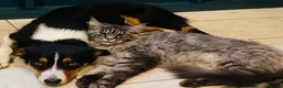 Maine Coon cats for sale: Black Silver Maine Coon - WCF Registered - Advert 6