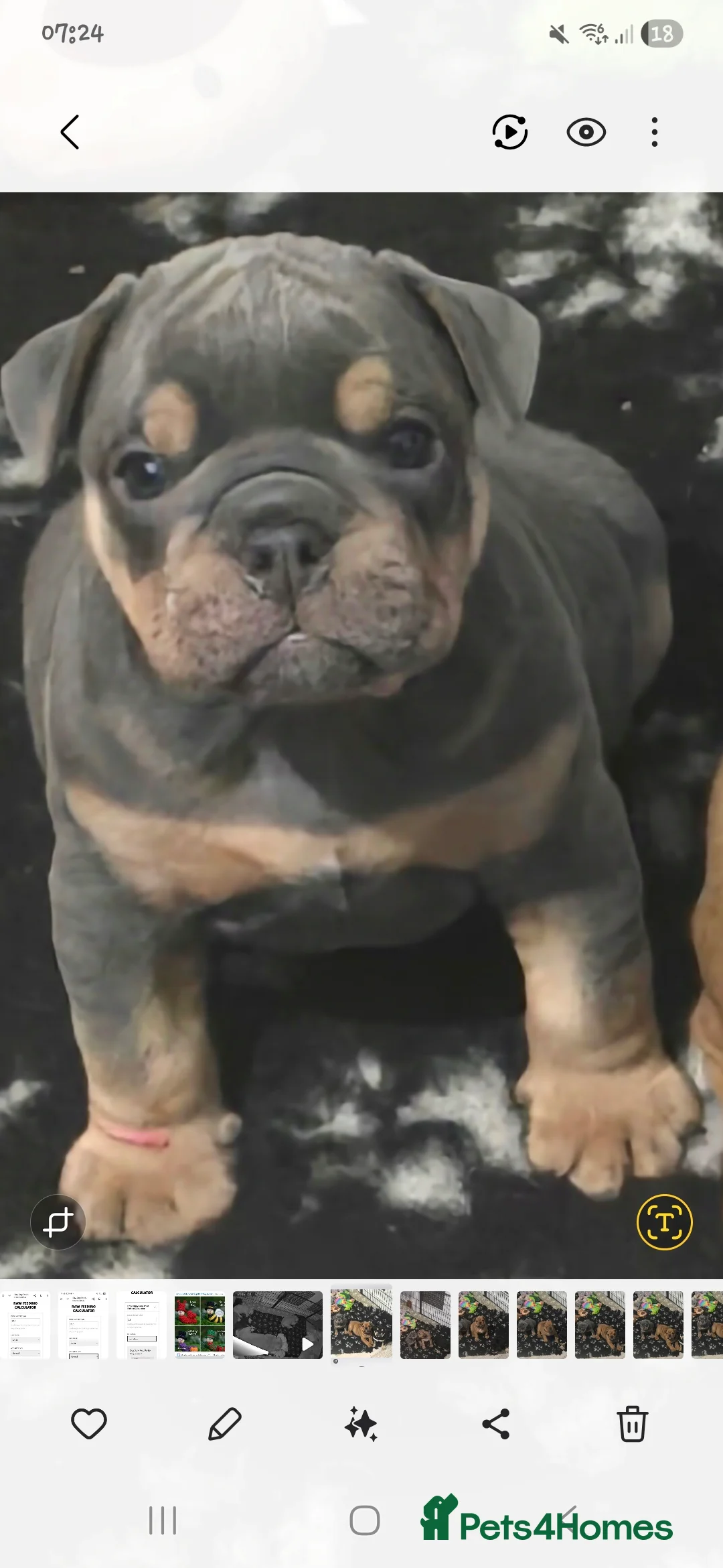 Mixed Breed dogs for sale: New england bulldogs  - Advert 30
