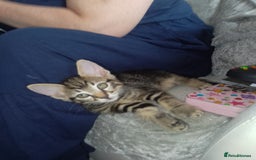 British Shorthair cats for sale: Kittens for sale! - Image 4