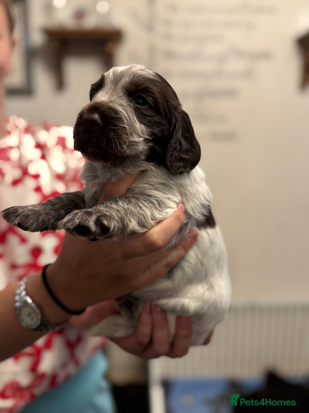 Cocker Spaniel dogs for sale: Working cocker spaniels  - Image 11