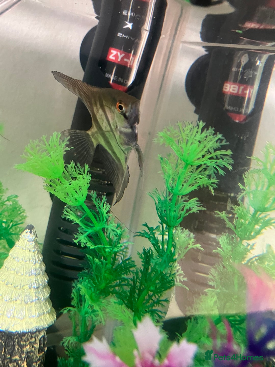 Angelfish fish for sale: Marble angelfish for sale - Image 8