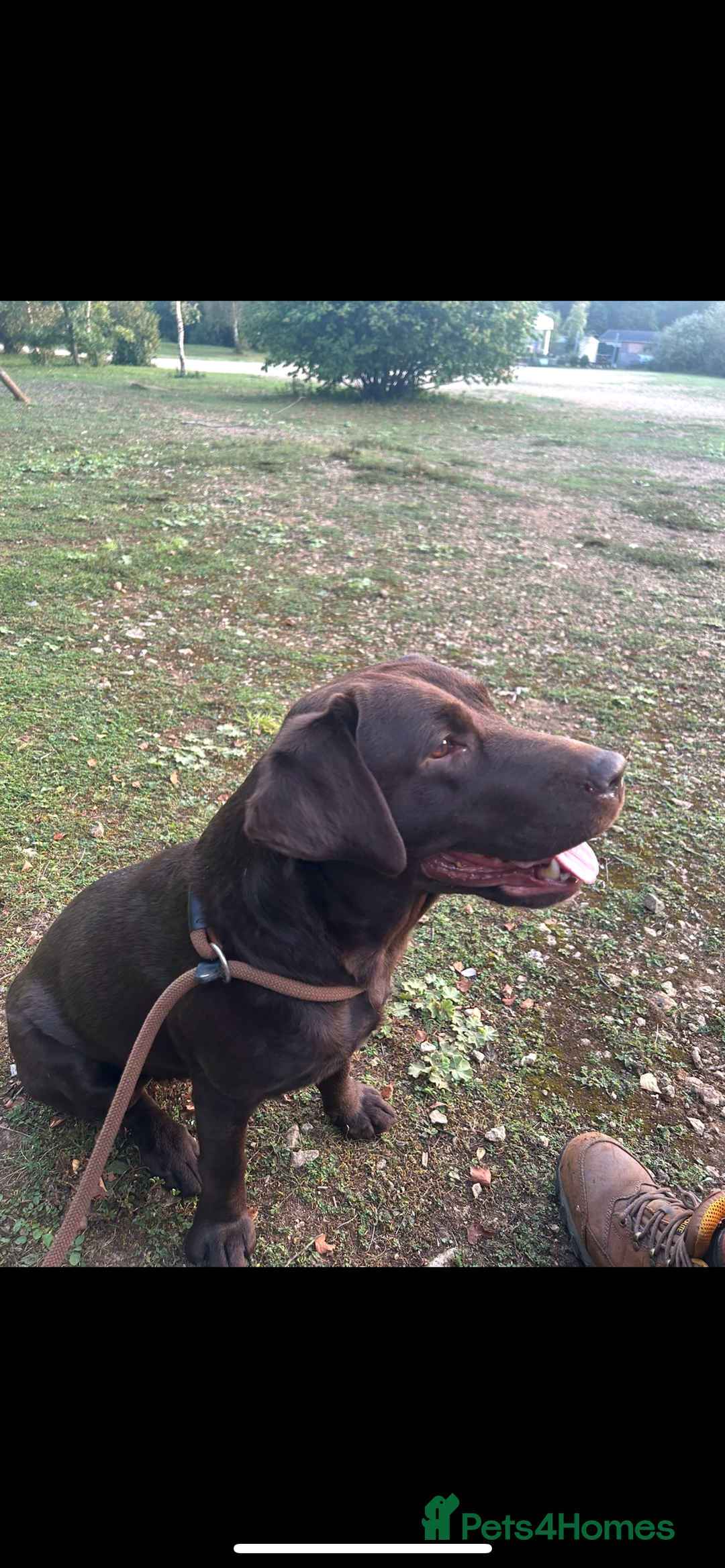 Labrador Retriever dogs for sale: Chunky Chocolate Labrador Puppies  - Image 7