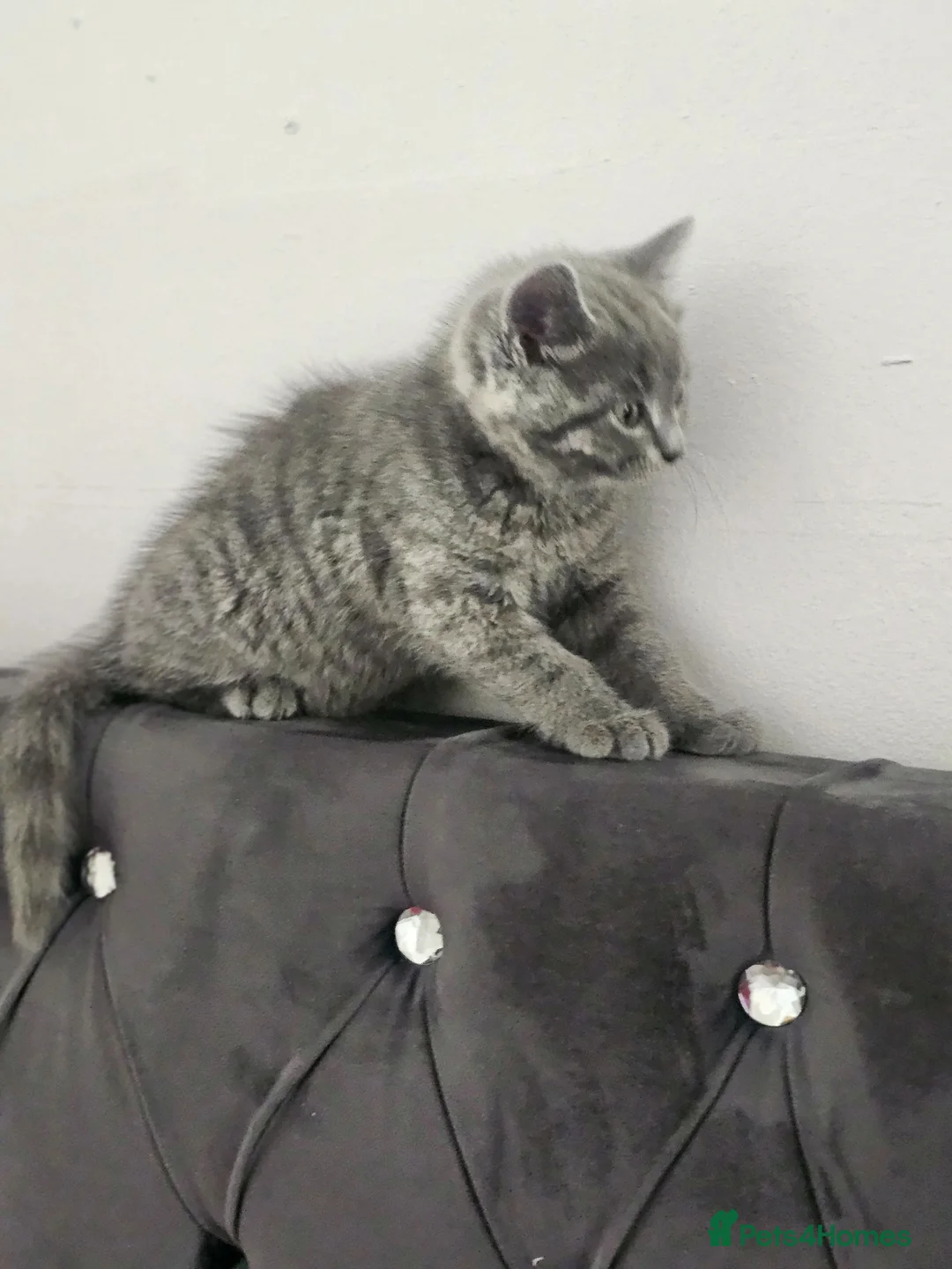 British Longhair cats for sale: BRITISH LONGHAIR  BRITISH SHORTHAIR  - Advert 4