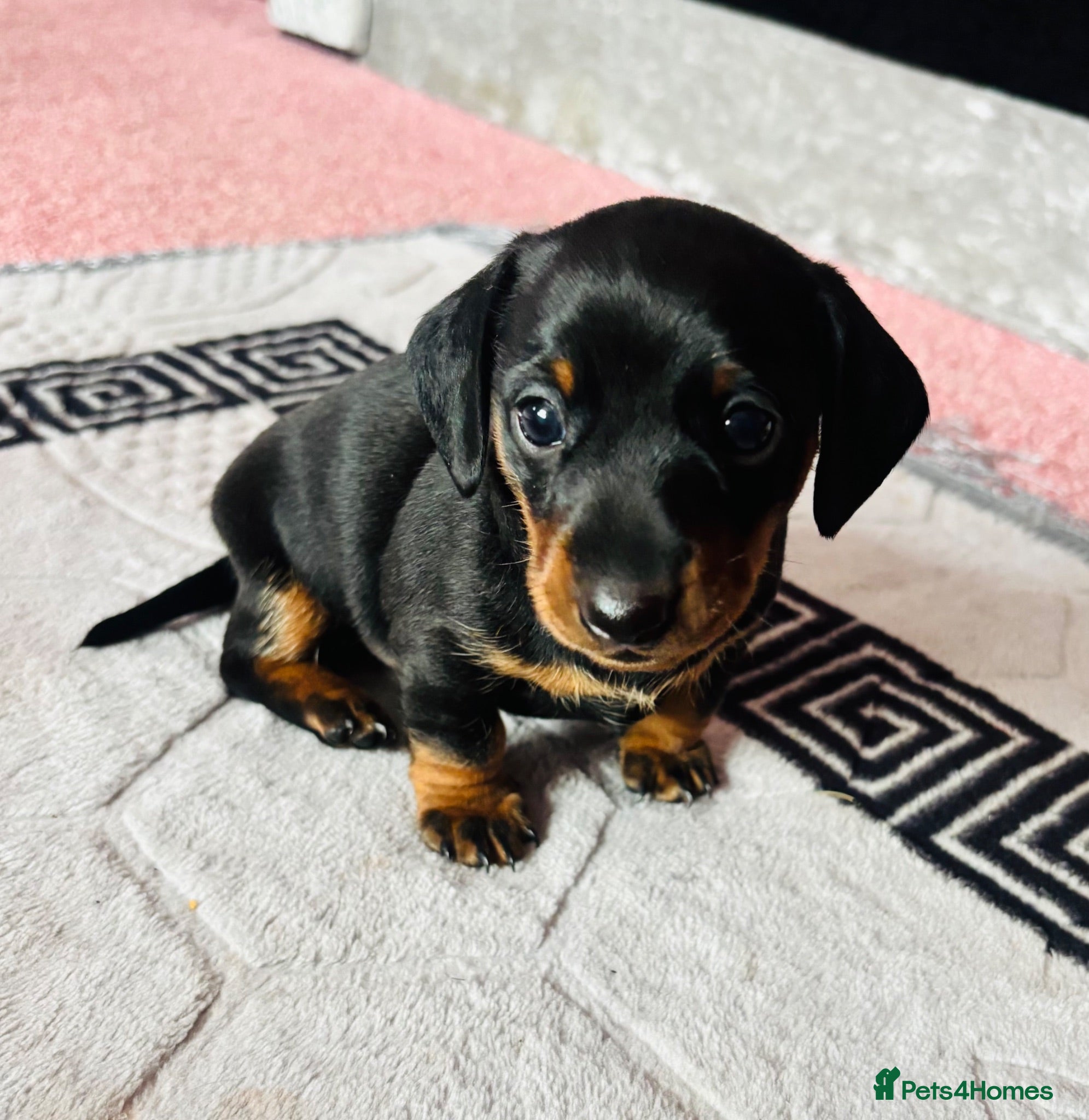 Miniature Dachshund dogs Male Minature Dachsund - Advert 5