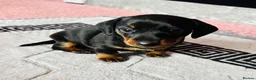 Miniature Dachshund dogs for sale: Male Minature Dachsund - Advert 1